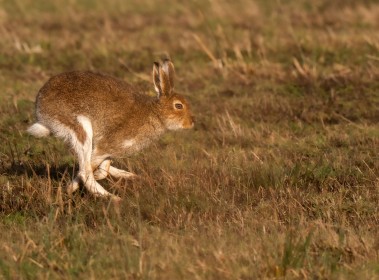 A very Healthy Hare