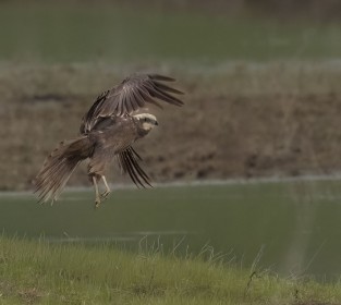 Marsh Harrier