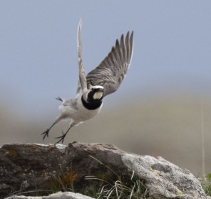 Horned Lark