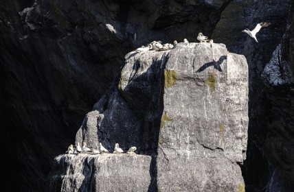 Gannet Colony, Little Skellig