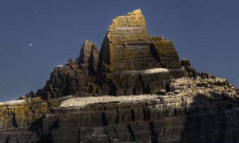Gannet Colony, Little Skellig