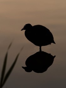Coot photoshoot at dawn