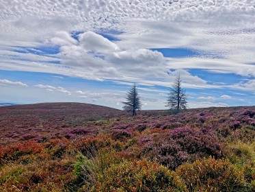Heather on the Hills
