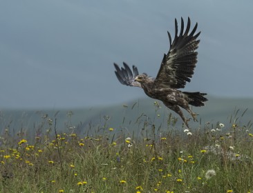 Lesser Spotted Eagle - Clanga pomarina