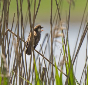 Great reed warbler