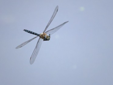 Dragonfly in flight