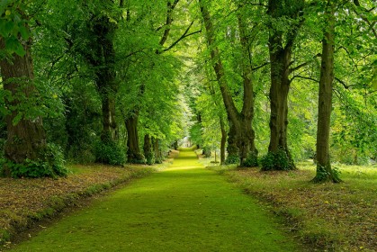 Moss Walk