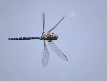 Dragonfly in flight 2
