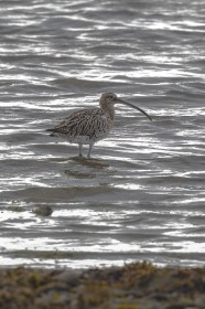 A Curlew feeding on Crabs.