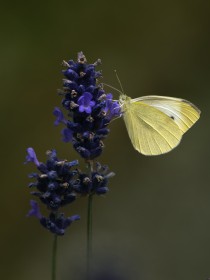LargewhiteLavender
