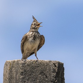 Calandar lark- melanocorypha calandra, Southeast Georgia