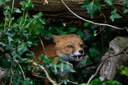 Dodder Foxes