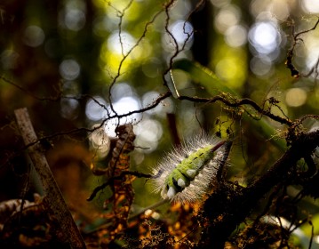 Pale Tussock Moth caterpiller