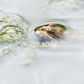 European common frog