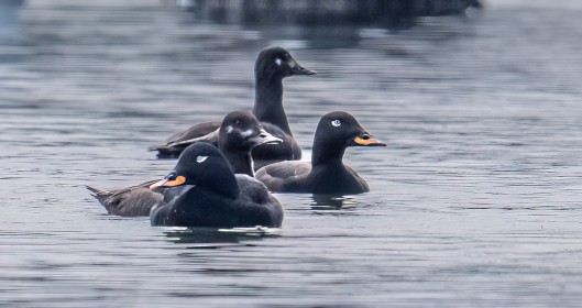 Male and Female Velvet Scoter Ducks