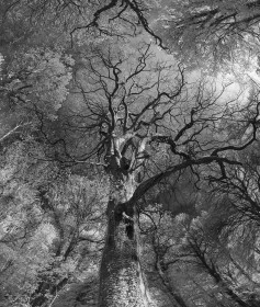 Branching Out