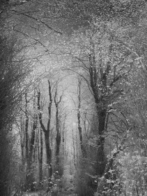 The Fairy Woods