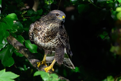 Buzzard
