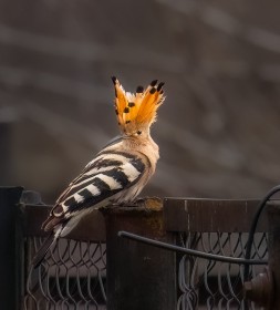 Hoopoe Bird- Crowning glory