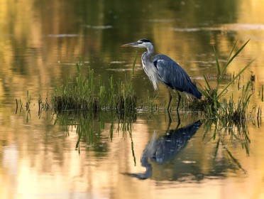 Grey Heron