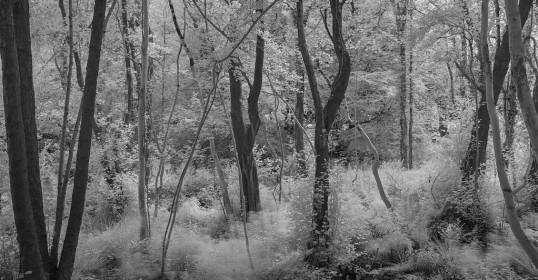 The Mono Woods