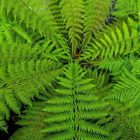 Greenery by Liam Haines