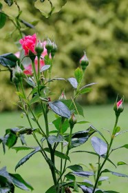 A Rose by Pat Divilly