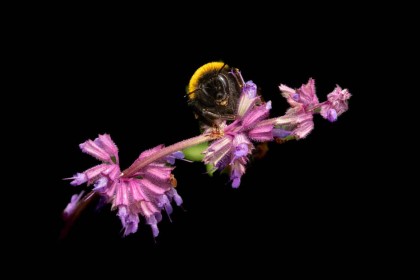 Altamont Gardens by Ger Halpin