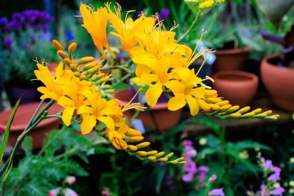 Altamount Bright Yellow by Pat Divilly