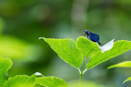 Dragonfly by Jean Clarke