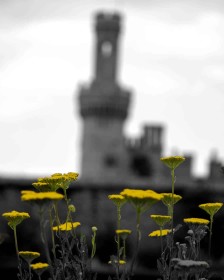 Ducketts Grove by Ger Halpin