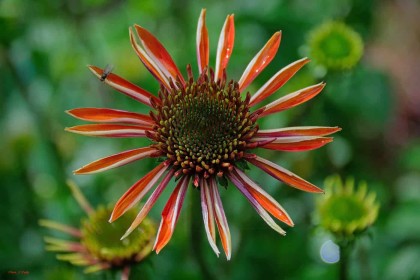 Red Core by Pat Divilly