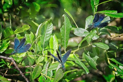 Three is a crowd by Pat Divilly