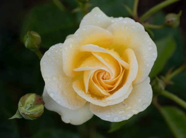 Timeless Cream by Sylvia Hick