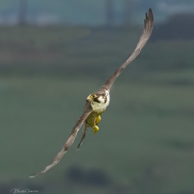 Peregrine Falcon (Falco peregrinus), County Mayo, West of Ireland.
