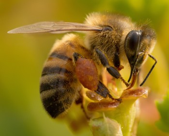 Happy World Bee day!