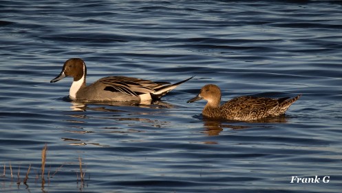 Pintail Couple by Frank Gaughan