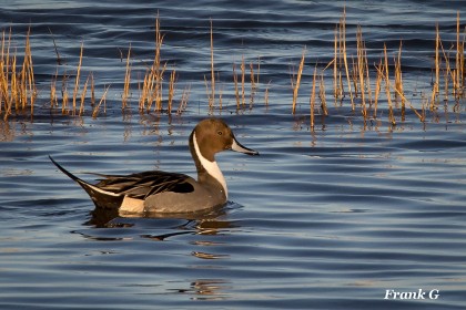 Male Pintail by Frank Gaughan