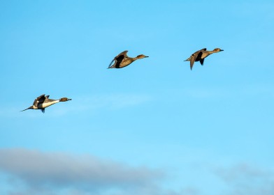 Three Ducks on the Wall by Ian Gemmell