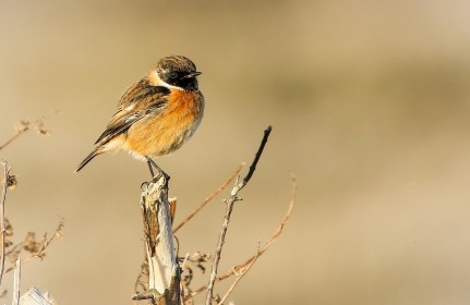 Stonechat by Robbie O'Leary