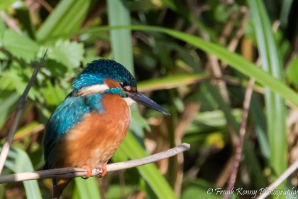 Kingfisher by Frank Kenny