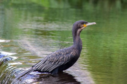 Cormorant by Sylvia Hick (Image Printed for Showcase)