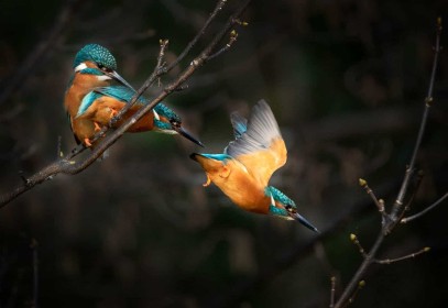Composite Diving Kingfisher by Robbie O'Leary
