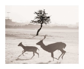 Running Deer by Hilda Mc Inerney