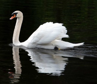 Swan by Gregor Kerr