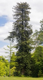 Woodstock Sequoia Sempervirens by Paul O'Callaghan