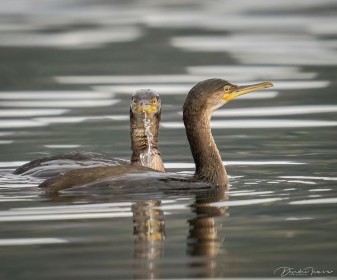 Cormorant birds- coming up for air (zoom in)