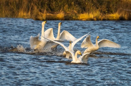 Whooper Swans overwintering in Ireland singing in the New Year.