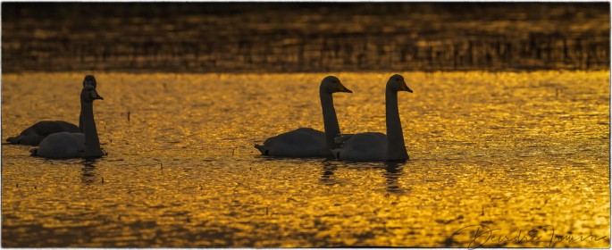 Whooper Swans - Adults & Juveniles in a Golden Sunset,  County Mayo, West of Ireland