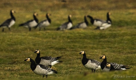 Barnacle Geese - freezing hail and high winds. I was sitting quietly freezing in an icy cold field in County Mayo, West of Ireland trying not to disturb them.